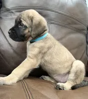💚 Ivy , a female English Mastiff for sale in Webster, FL – 3 of 3