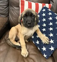 🌱Ivy - AKC English Mastiff , a female English Mastiff for sale in Webster, FL – 1 of 3