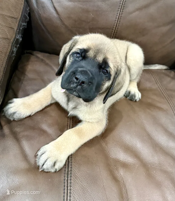 🩷 Valkyrie – English Mastiff puppy for sale in Webster, FL