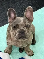 🩶 Storm 🩶 , a male French Bulldog for sale in Webster, FL – 6 of 10