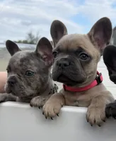 Storm, a male French Bulldog for sale in Webster, FL – Photo 3 of 9