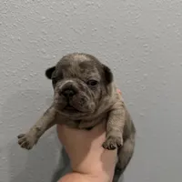 🩶 Stormy 🩶 aka Big X 🩶 aka Gray, a male French Bulldog for sale in Webster, FL – Photo 10 of 10