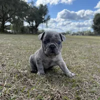 🩶 Stormy 🩶 aka Big X 🩶 aka Gray, a male French Bulldog for sale in Webster, FL – Photo 8 of 10