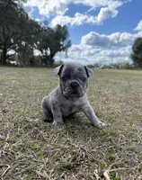 Storm, a male French Bulldog for sale in Webster, FL – Photo 5 of 9