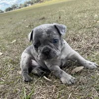 🩶 Stormy 🩶 aka Big X 🩶 aka Gray, a male French Bulldog for sale in Webster, FL – Photo 7 of 10