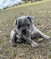 Storm, a male French Bulldog for sale in Webster, FL – Photo 4 of 9