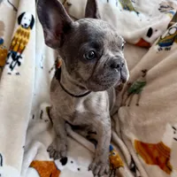 🩶 Stormy 🩶 aka Big X 🩶 aka Gray, a male French Bulldog for sale in Webster, FL – Photo 3 of 10