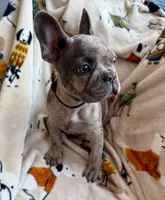🩶 Stormy 🩶 aka Big X 🩶 aka Gray, a male French Bulldog for sale in Webster, FL – Photo 3 of 10