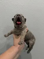 Storm, a male French Bulldog for sale in Webster, FL – Photo 9 of 9