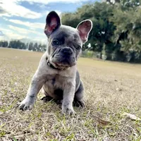 🩶 Stormy 🩶 aka Big X 🩶 aka Gray, a male French Bulldog for sale in Webster, FL – Photo 5 of 10
