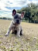 Storm, a male French Bulldog for sale in Webster, FL – Photo 1 of 9