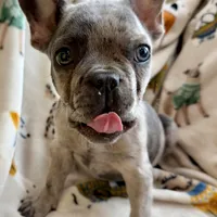 🩶 Stormy 🩶 aka Big X 🩶 aka Gray, a male French Bulldog for sale in Webster, FL – Photo 2 of 10