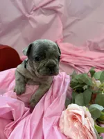 Storm, a male French Bulldog for sale in Webster, FL – Photo 6 of 9