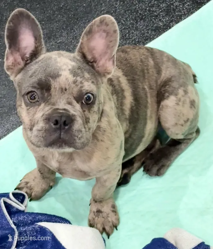 🩶 Stormy 🩶 aka Big X 🩶 aka Gray – French Bulldog puppy for sale in Webster, FL