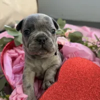 🩶 Stormy 🩶 aka Big X 🩶 aka Gray, a male French Bulldog for sale in Webster, FL – Photo 9 of 10