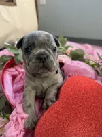 Storm, a male French Bulldog for sale in Webster, FL – Photo 7 of 9