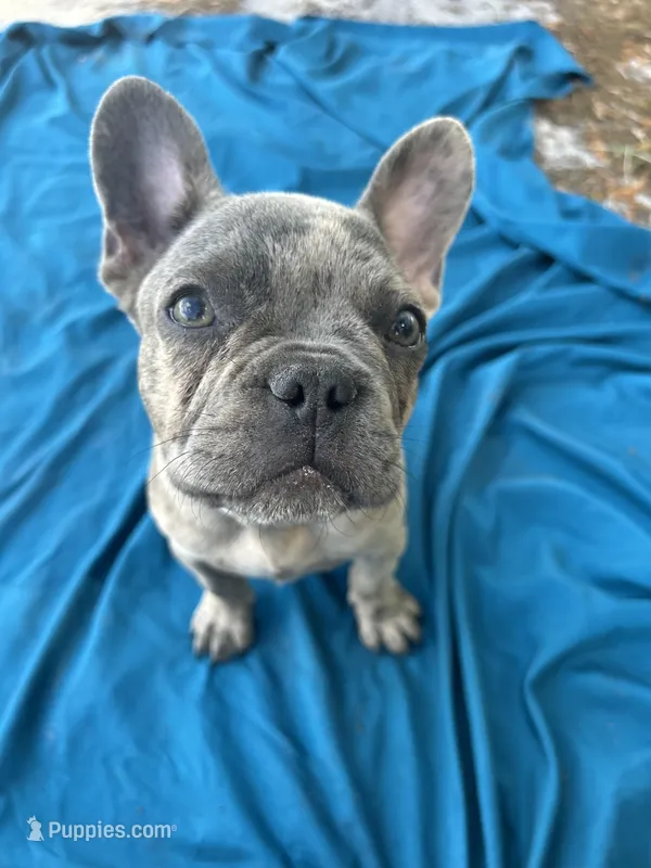 🩶 Stormy 🩶 aka Big X 🩶 aka Gray – French Bulldog puppy for sale in Webster, FL