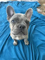 🩶 Stormy 🩶 aka Big X 🩶 aka Gray, a male French Bulldog for sale in Webster, FL – Photo 1 of 9