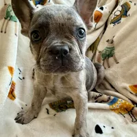 🩶 Stormy 🩶 aka Big X 🩶 aka Gray, a male French Bulldog for sale in Webster, FL – Photo 1 of 10