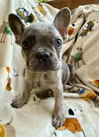 🩶 Stormy 🩶 aka Big X 🩶 aka Gray, a male French Bulldog for sale in Webster, FL – Photo 1 of 10