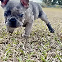 🩶 Stormy 🩶 aka Big X 🩶 aka Gray, a male French Bulldog for sale in Webster, FL – Photo 6 of 10