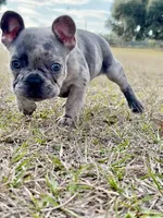 Storm, a male French Bulldog for sale in Webster, FL – Photo 2 of 9