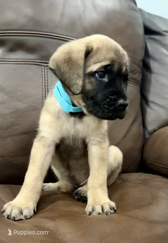 💚 Ivy  – English Mastiff puppy for sale in Webster, FL