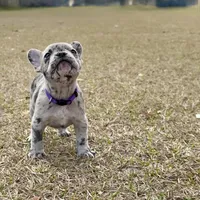 Violet, a female French Bulldog for sale in Webster, FL – Photo 4 of 9