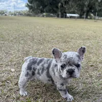 Violet, a female French Bulldog for sale in Webster, FL – Photo 6 of 9