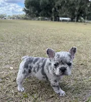 Violet, a female French Bulldog for sale in Webster, FL – Photo 6 of 9