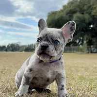 Violet, a female French Bulldog for sale in Webster, FL – Photo 1 of 9