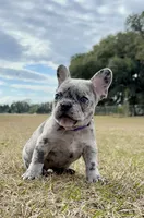 Violet, a female French Bulldog for sale in Webster, FL – Photo 1 of 9