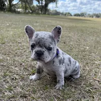 Violet, a female French Bulldog for sale in Webster, FL – Photo 5 of 9
