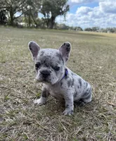 Violet, a female French Bulldog for sale in Webster, FL – Photo 5 of 9