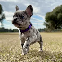 Violet, a female French Bulldog for sale in Webster, FL – Photo 3 of 9