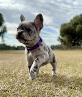 Violet, a female French Bulldog for sale in Webster, FL – Photo 3 of 9