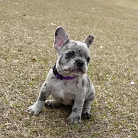 Violet, a female French Bulldog for sale in Webster, FL – Photo 2 of 9