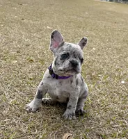 Violet, a female French Bulldog for sale in Webster, FL – Photo 2 of 9