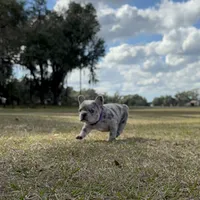 Violet, a female French Bulldog for sale in Webster, FL – Photo 7 of 9