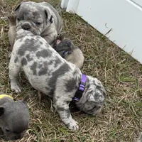 Violet, a female French Bulldog for sale in Webster, FL – Photo 9 of 9