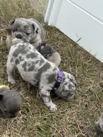 Violet, a female French Bulldog for sale in Webster, FL – Photo 9 of 9