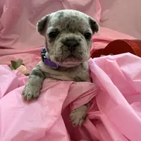 Violet, a female French Bulldog for sale in Webster, FL – Photo 8 of 9