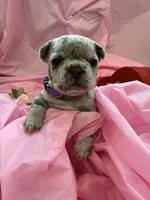 Violet, a female French Bulldog for sale in Webster, FL – Photo 8 of 9