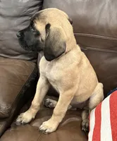 ❤️Ember  - AKC English Mastiff , a female English Mastiff for sale in Webster, FL – 3 of 6