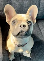 🩷 Pinky 🩷 aka Pinky Pie 🩷 aka Pinky Poo 🩷, a female French Bulldog for sale in Webster, FL – 2 of 10