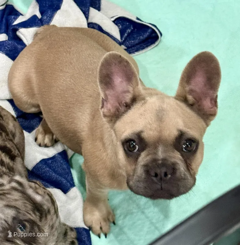 🩷 Pinky 🩷 aka Pinky Pie 🩷 aka Pinky Poo 🩷 – French Bulldog puppy for sale in Webster, FL