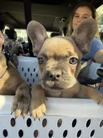🩷 Pinky 🩷 aka Pinky Pie 🩷 aka Pinky Poo 🩷, a female French Bulldog for sale in Webster, FL – Photo 7 of 10