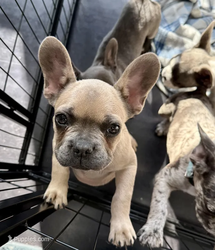 🩷 Pinky 🩷 aka Pinky Pie 🩷 aka Pinky Poo 🩷 – French Bulldog puppy for sale in Webster, FL