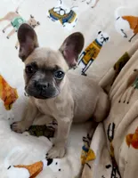 🩷 Pinky 🩷 aka Pinky Pie 🩷 aka Pinky Poo 🩷, a female French Bulldog for sale in Webster, FL – Photo 5 of 10