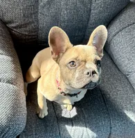 🩷 Pinky 🩷 aka Pinky Pie 🩷 aka Pinky Poo 🩷, a female French Bulldog for sale in Webster, FL – 3 of 10